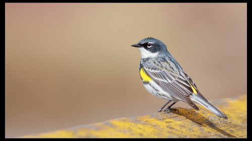 PPOC - Ornithology/ Bird Photography Accreditation