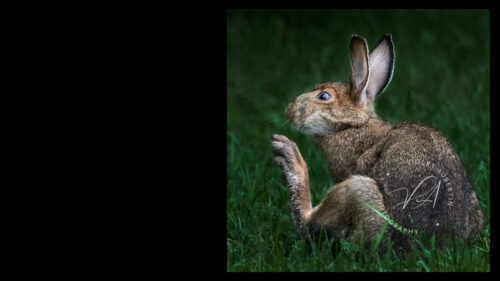 Scratch That Itch - PPOC Ontario Image Competition 2021 - Merit Winner © Violet Aubertin 2010 all rights reserved