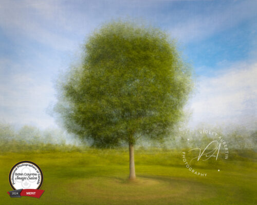 PPOC British Columbia Regional Image Salon 2024 - Accepted
