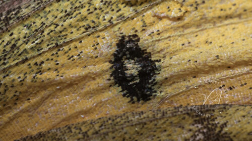 The Sequins of Nature