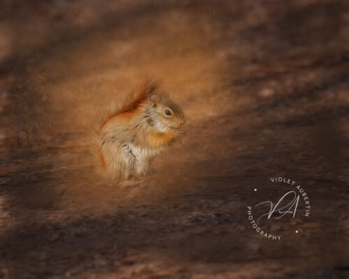 A Squirrel's Lunch