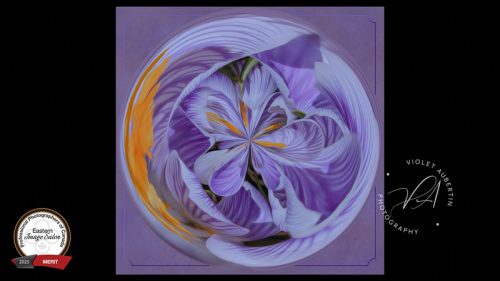 Abstract Crocus Symphony 2025 PPOC Eastern Salon - Merit - Experimental / Unclassified 2026 PPOC National Salon - Merit - Experimental / Unclassified & finalist Best in Class