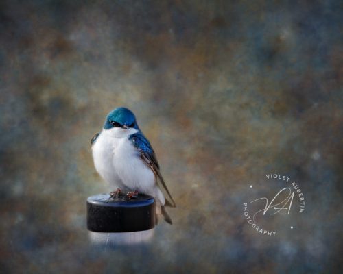 Patiently Waiting - Art