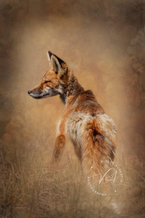 The Huntress' Gaze - Art