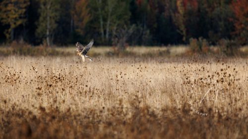 Hunting the Fields