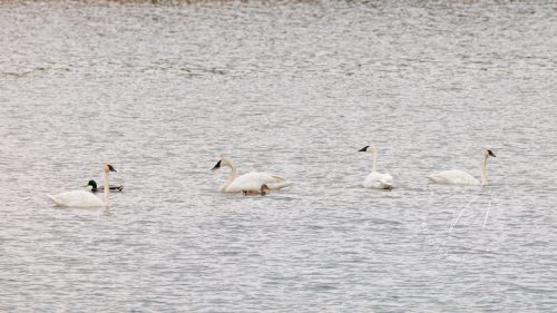 Flotilla