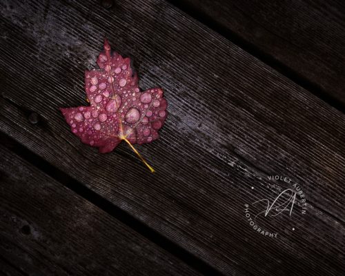 Autumn Decay (red)