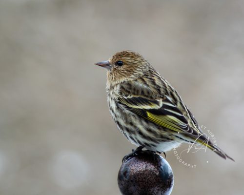 Perched