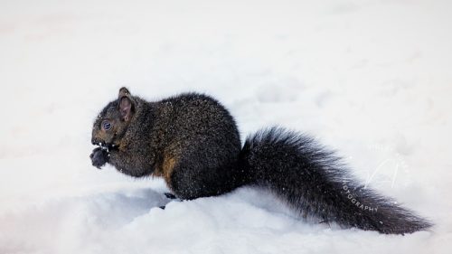 Winter Feeder