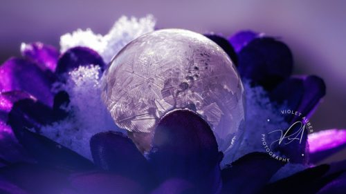 Purple Passion