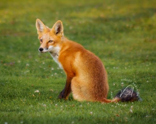 Curiosity