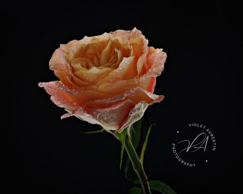Held By The Dark PPOC National Salon - Accepted - Floral