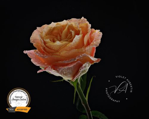 Held By The Dark PPOC National Salon - Accepted - Floral
