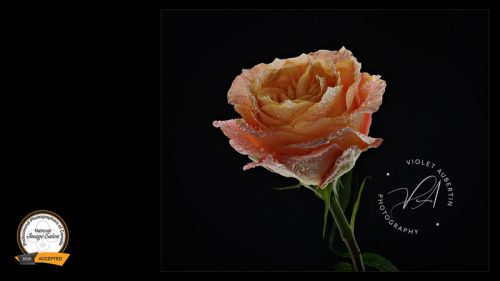 Held By The Dark PPOC National Salon - Accepted - Floral