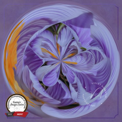 Abstract Crocus Symphony 2025 PPOC Eastern Salon - Merit - Experimental / Unclassified 2026 PPOC National Salon - Merit - Experimental / Unclassified & finalist Best in Class