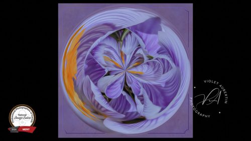 Abstract Crocus Symphony 2025 PPOC Eastern Salon - Merit - Experimental / Unclassified 2026 PPOC National Salon - Merit - Experimental / Unclassified & finalist Best in Class