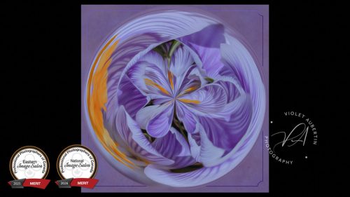 Abstract Crocus Symphony 2025 PPOC Eastern Salon - Merit - Experimental / Unclassified 2026 PPOC National Salon - Merit - Experimental / Unclassified & finalist Best in Class