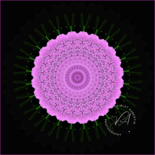 Mum Doily - Art