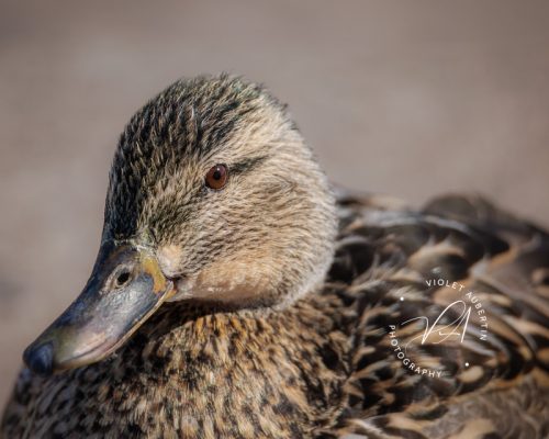 Portrait of a Duck