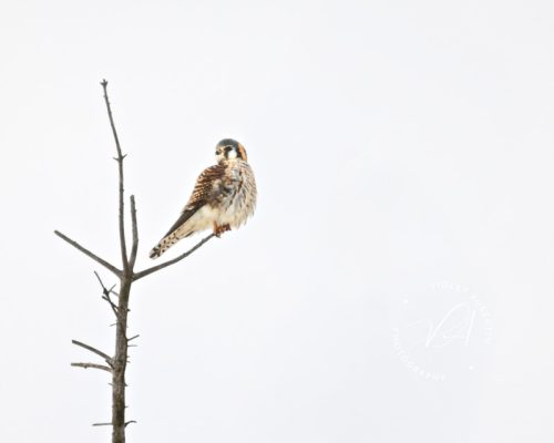 Vantage Point