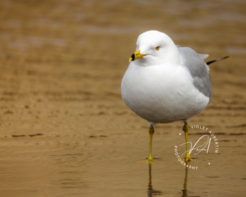Standing in Water
