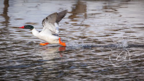 Walk on Water