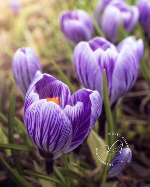 Spring Blooms