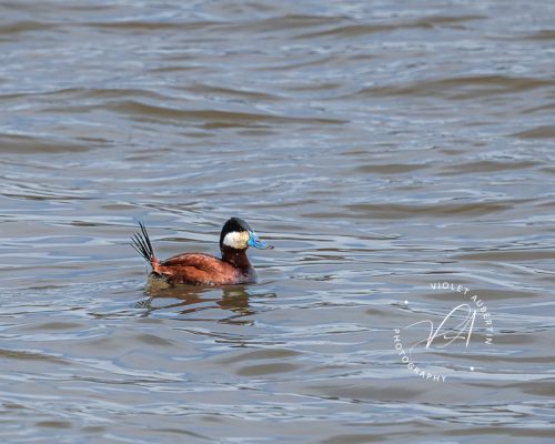 Quack!
