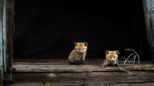 Double Trouble