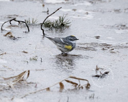 Cold Feet