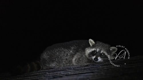 Masked Intruder
