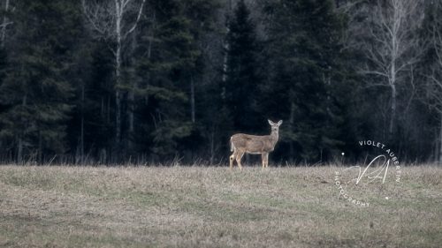 On the Edge of the Forest