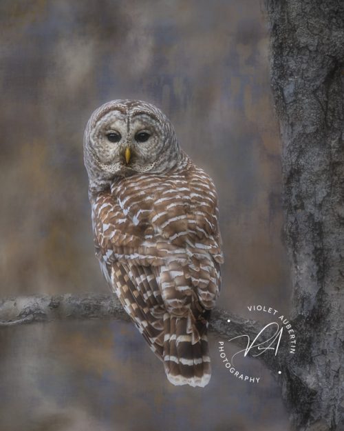 Forest Creature 2 - Art