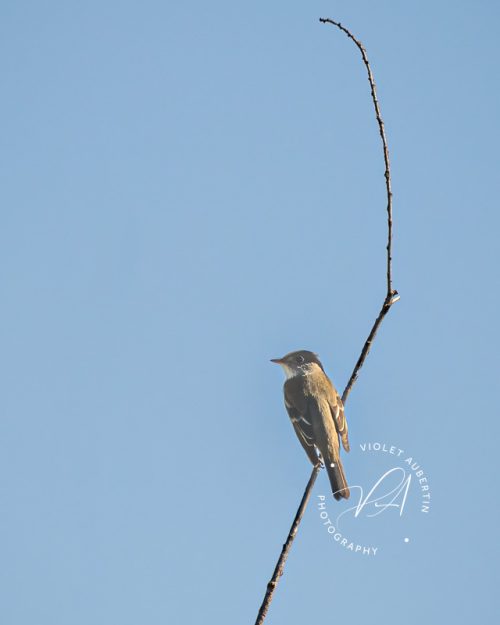 Alder Flycatcher